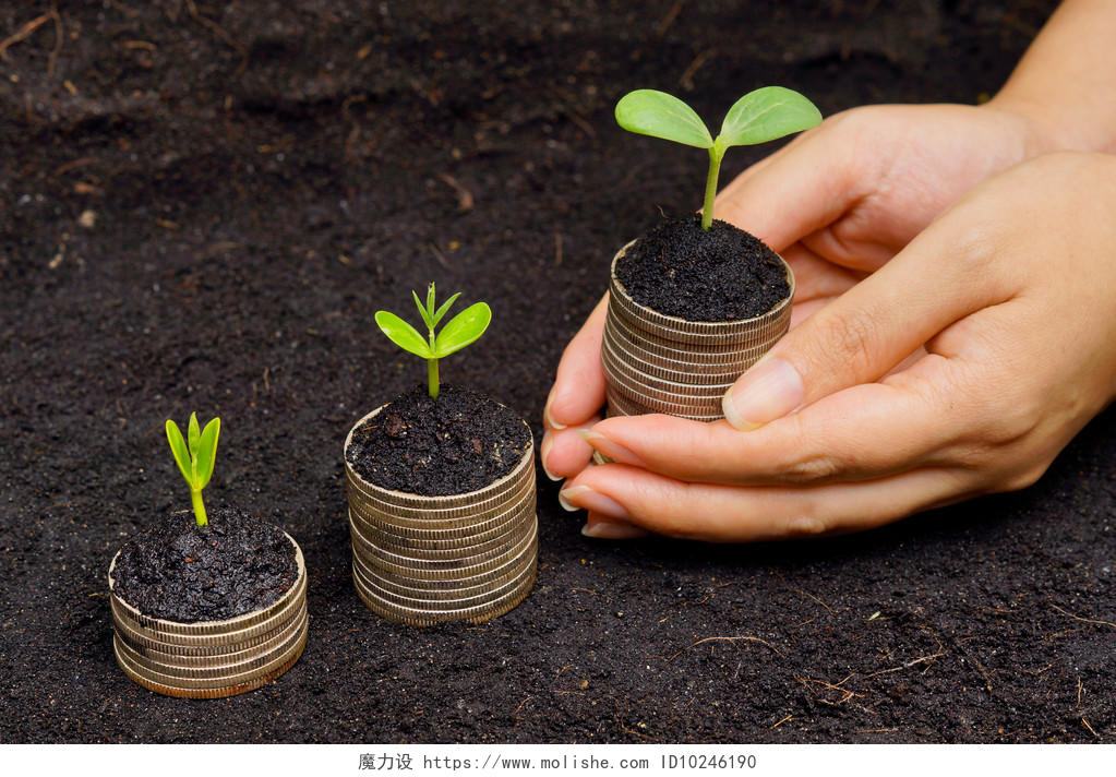 树木生长发芽的顺序硬币保险财富成长金融阳光商务收入提升